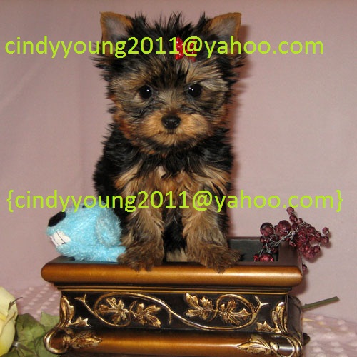 Three Cute Yorkie Puppies For x-Mas